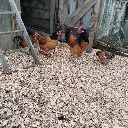 Au Pied Du Vignoble Champenois Cunfin