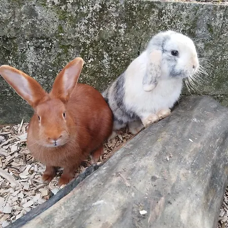 Дом отдыха Au Pied Du Vignoble Champenois Cunfin