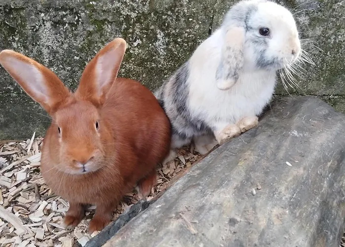 Holiday home Au Pied Du Vignoble Champenois Cunfin